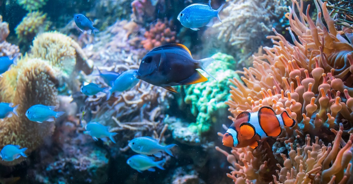 How Difficult Is Maintaining a Reef Aquarium....Really?